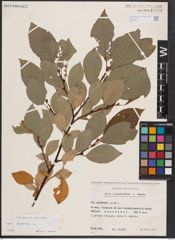 Foto von Salix caprea L.